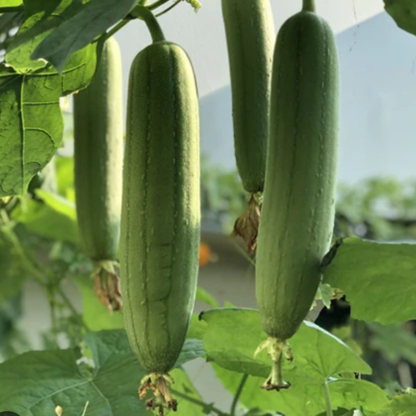 Natural Loofah 33cm